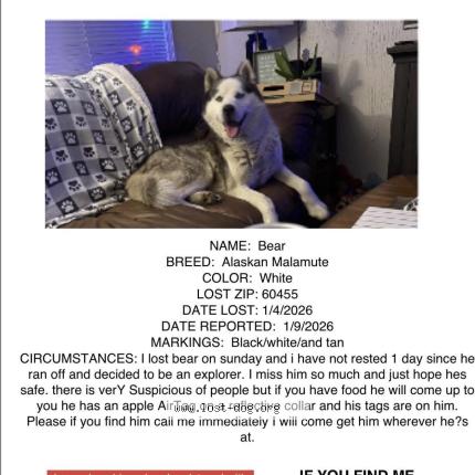 Photo 1/1 Reunited dog Lost in Bridgeview
