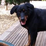 Picture of dog lost at Teyran