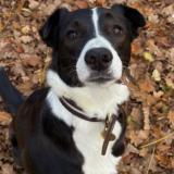 Picture of dog lost at Lamorlaye