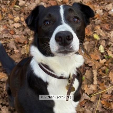 Photo 1/1 Border collie Chien lost in Lamorlaye