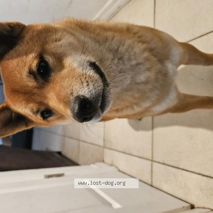 Photo 1/1 Found dog Found in New port richey