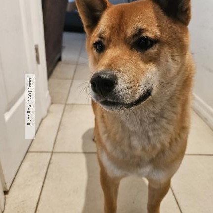 Photo 1/1 Found dog Found in New Port Richey