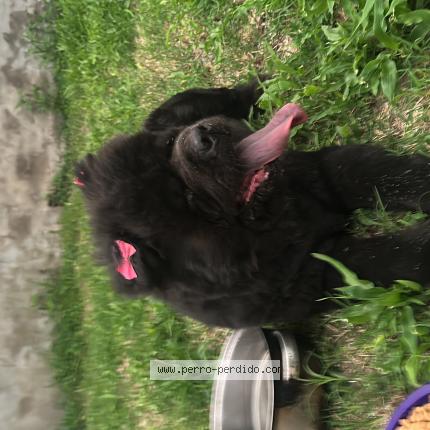 Photo 1/1 Found dog Found in Capital