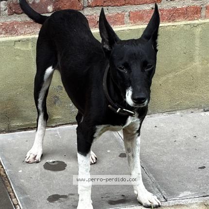 Photo 1/1 Found dog Found in Santa fe