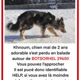 Picture of dog lost at Botsorhel