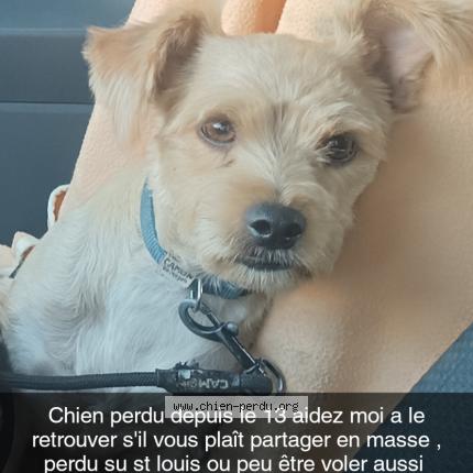Photo 1/3 Rox Chien lost in Saint louis