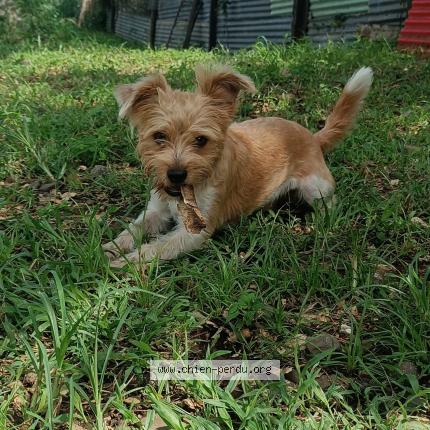 Photo 2/3 Rox Chien lost in Saint louis