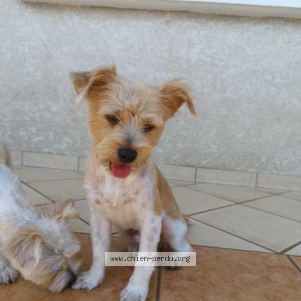 Photo 3/3 Rox Chien lost in Saint louis