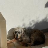 Picture of dog lost at Toulouse