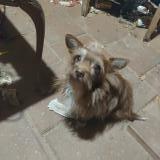 Picture of dog lost at Houston