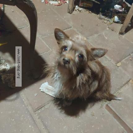 Photo 1/1 Little Chien lost in Houston