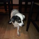 Picture of dog found at Henin Beaumont 62110