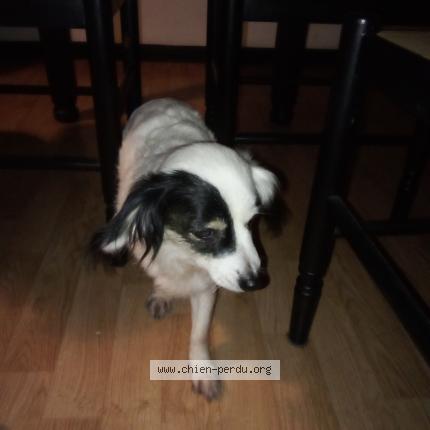Photo 1/1 Found dog Found in Henin beaumont 62110