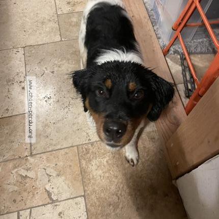 Photo 1/1 Found dog Found in Puyvert