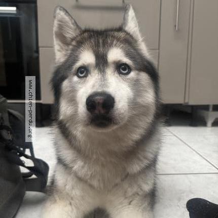 Photo 1/1 Found dog Found in Wattrelos