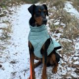 Picture of dog lost at Cucq