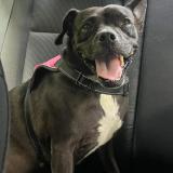 Picture of dog lost at Yabucoa