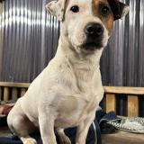 Picture of dog lost at Les Sorinieres