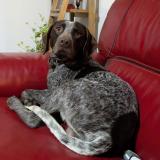 Picture of dog found at Jasseron