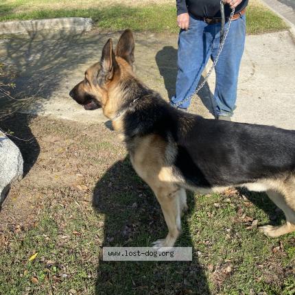 Photo 1/1 Found dog Found in Oildale