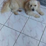 Picture of dog lost at Gourbeyre