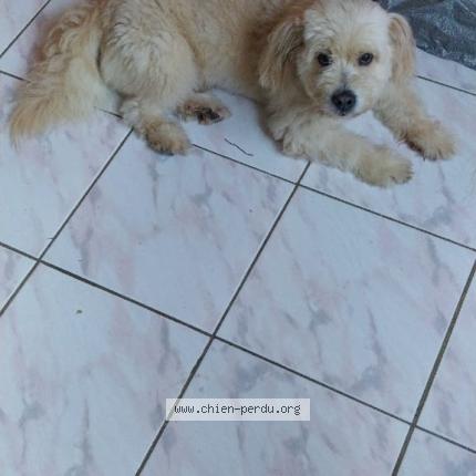 Photo 1/1 Youri Chien lost in Gourbeyre