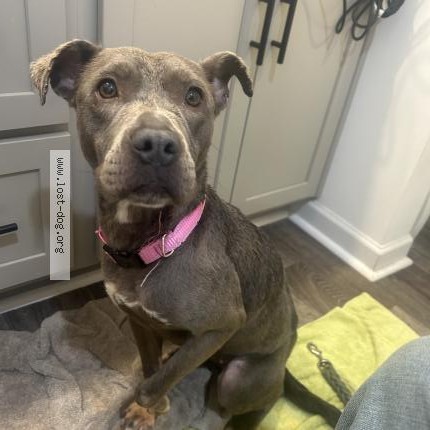 Photo 1/1 Found dog Found in Piedmont