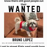 Picture of dog lost at El Paso