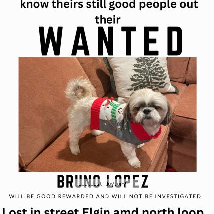 Photo 1/1 Bruno Chien lost in El paso