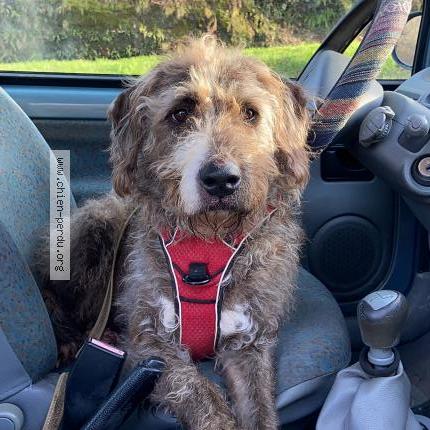 Photo 1/1 Papouille Chien lost in Noailles