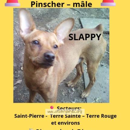 Photo 1/1 Slappy Chien lost in Saint pierre