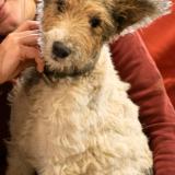 Picture of dog lost at Serignac