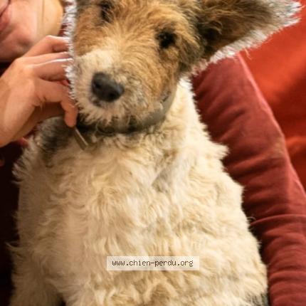 Photo 1/1 Roucky Chien lost in Serignac