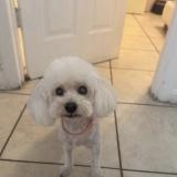 Picture of dog lost at North Miami Beach