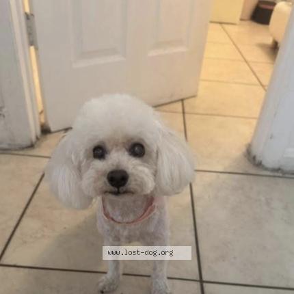 Photo 1/1 prinny Chien lost in North miami beach