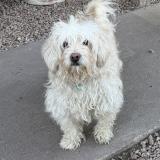 Picture of dog lost at Phoenix