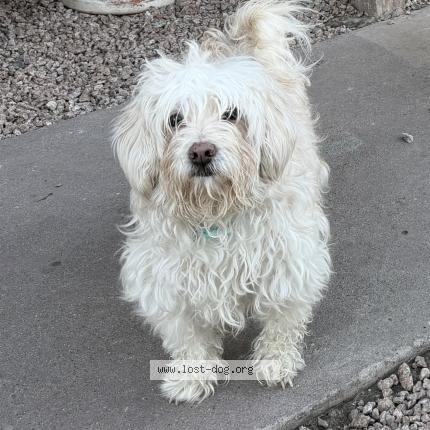 Photo 1/1 Lola Chien lost in Phoenix