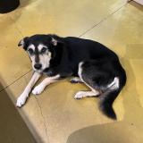 Picture of dog found at Bardos