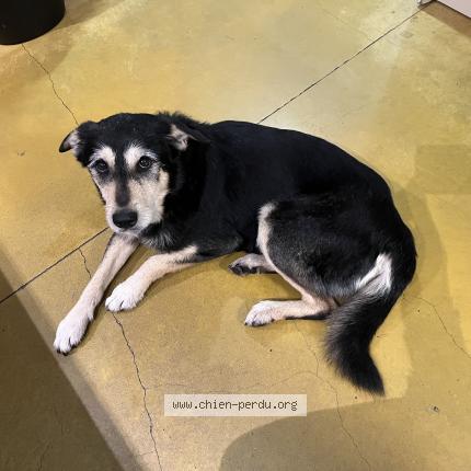 Photo 1/1 Found dog Found in Bardos