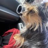 Picture of dog lost at Gennes Val De Loire