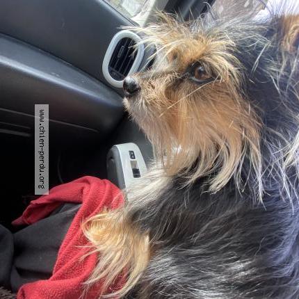 Photo 1/1 Naya Chien lost in Gennes val de loire