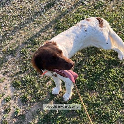 Photo 1/1 Vedette Chien lost in Vernon france