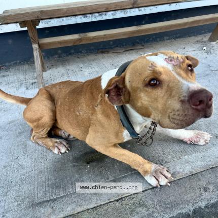 Photo 1/1 Found dog Found in Baie mahault