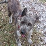 Picture of dog lost at Clermont L Herault