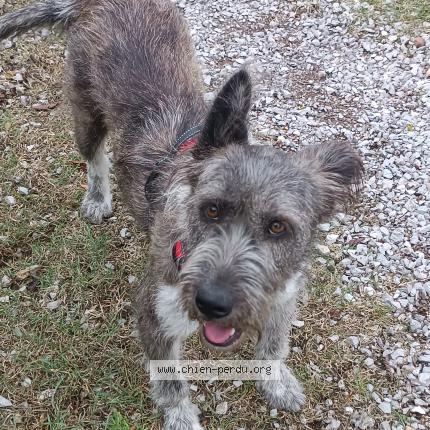 Photo 1/1 Tokio Chien lost in Clermont l herault