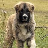 Picture of dog found at Lafrancaise