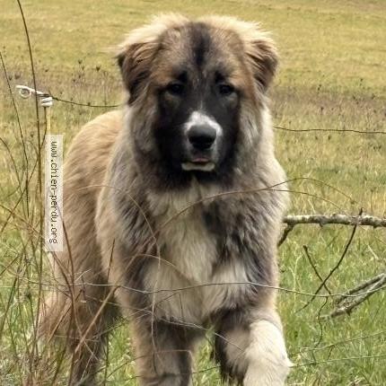 Photo 1/1 Found dog Found in Lafrancaise