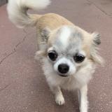 Picture of dog lost at Paris