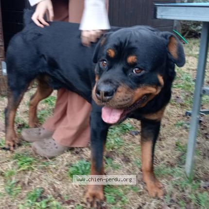 Photo 1/1 Found dog Found in Gonfaron