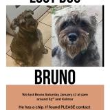 Picture of dog lost at Chicago